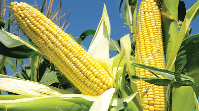 Maize